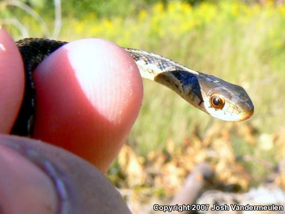 Eastern Gartersnake (Thamnophis sirtalis sirtalis)