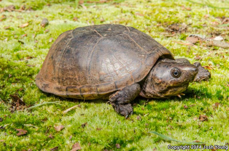 Loggerhead Musk Turtle (Sternotherus minor minor)