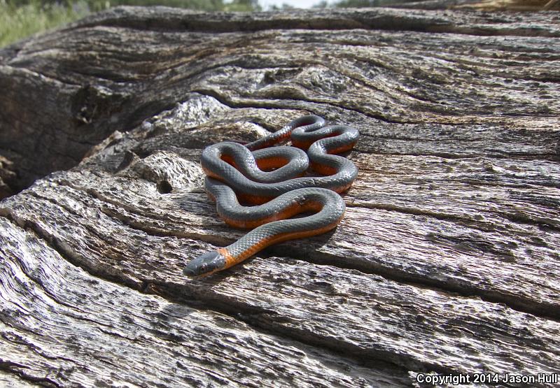 Coral-bellied Ring-necked Snake (Diadophis punctatus pulchellus)