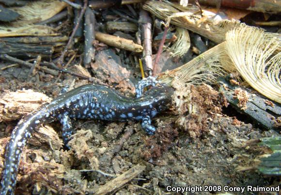 Blue-spotted Salamander (Ambystoma laterale)