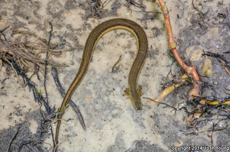 Slender Dwarf Siren (Pseudobranchus striatus spheniscus)