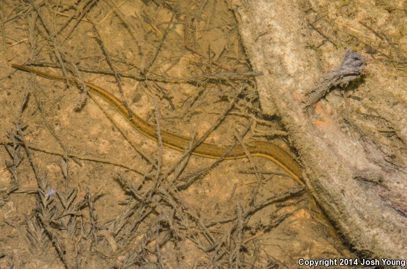 Slender Dwarf Siren (Pseudobranchus striatus spheniscus)