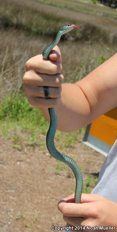 Blue-striped Gartersnake (Thamnophis sirtalis similis)