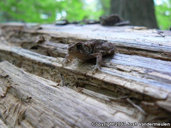 Eastern American Toad (Anaxyrus americanus americanus)