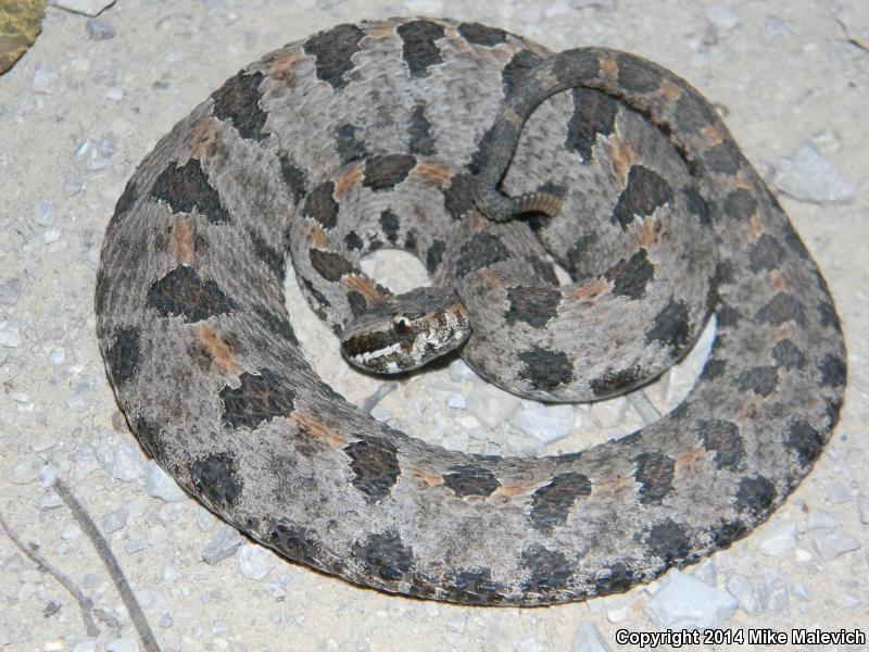 Western Pigmy Rattlesnake (Sistrurus miliarius streckeri)