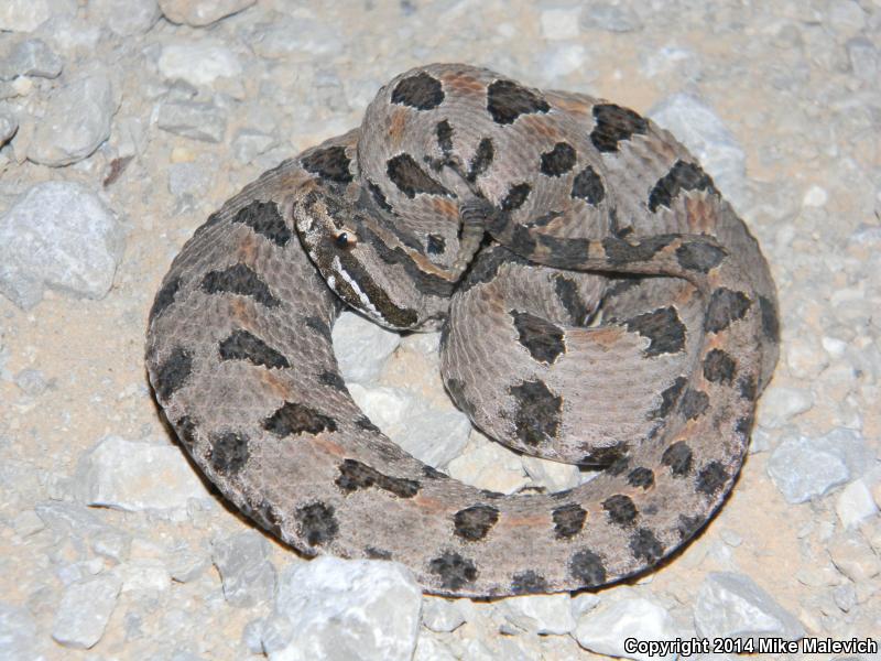 Western Pigmy Rattlesnake (Sistrurus miliarius streckeri)