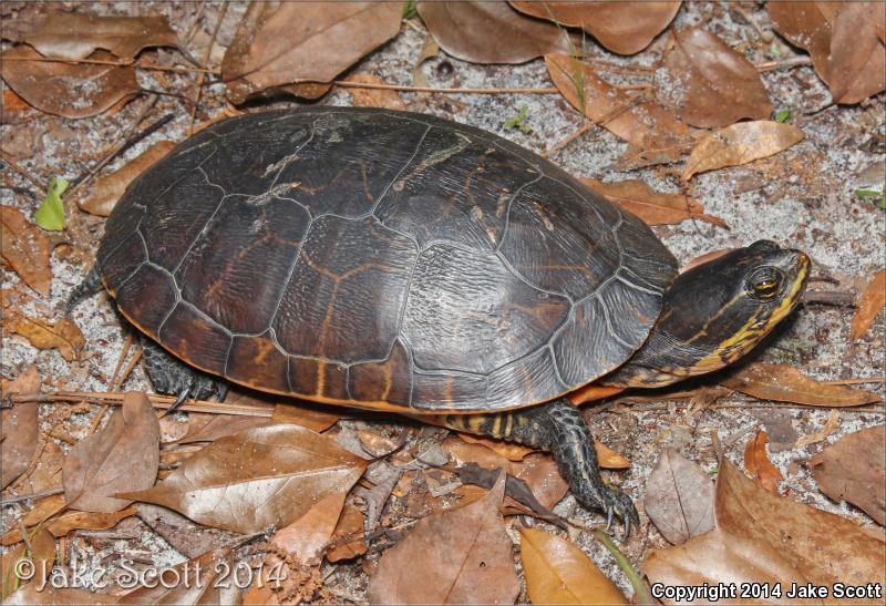 Eastern Chicken Turtle (Deirochelys reticularia reticularia)
