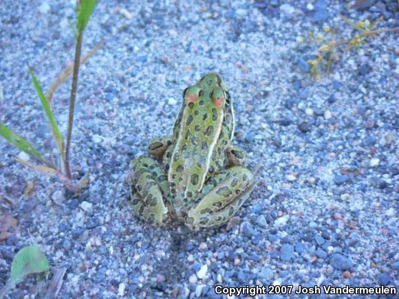 Northern Leopard Frog (Lithobates pipiens)