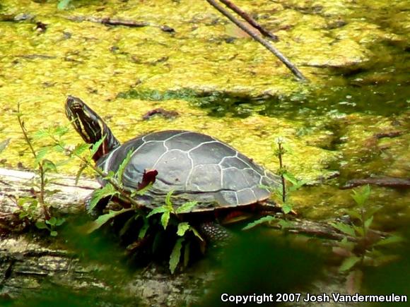 Midland Painted Turtle (Chrysemys picta marginata)