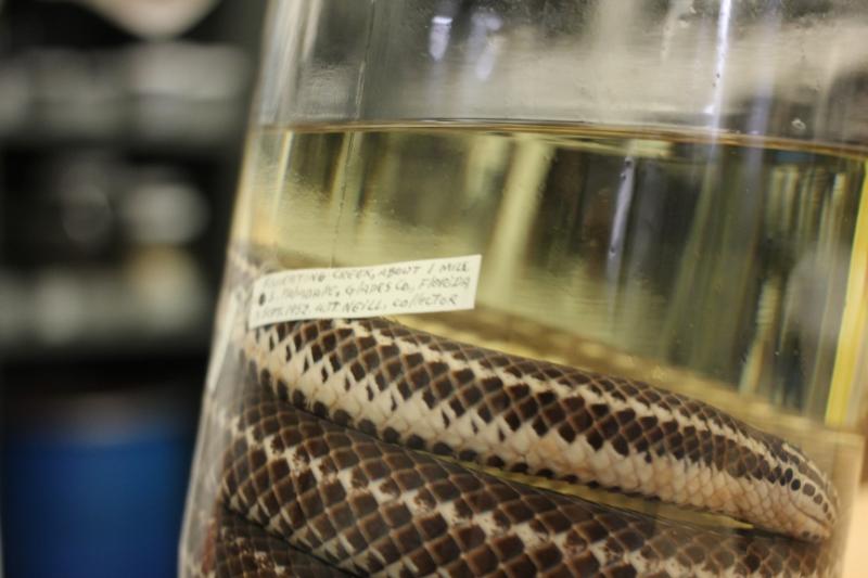 Southern Florida Rainbow Snake (Farancia erytrogramma seminola)