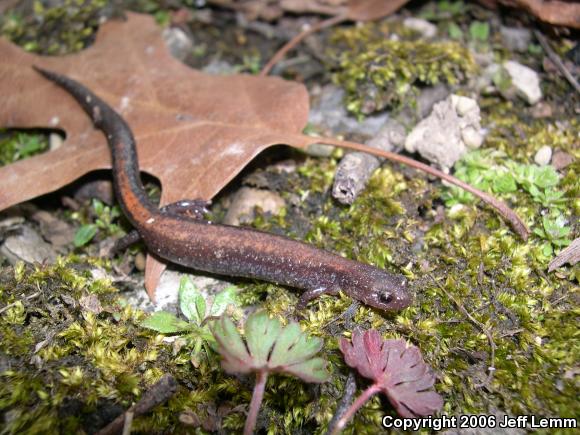 Eastern Red-backed Salamander (Plethodon cinereus)