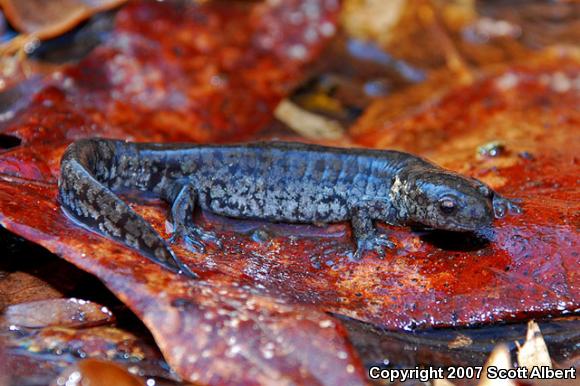 Small-mouthed Salamander (Ambystoma texanum)