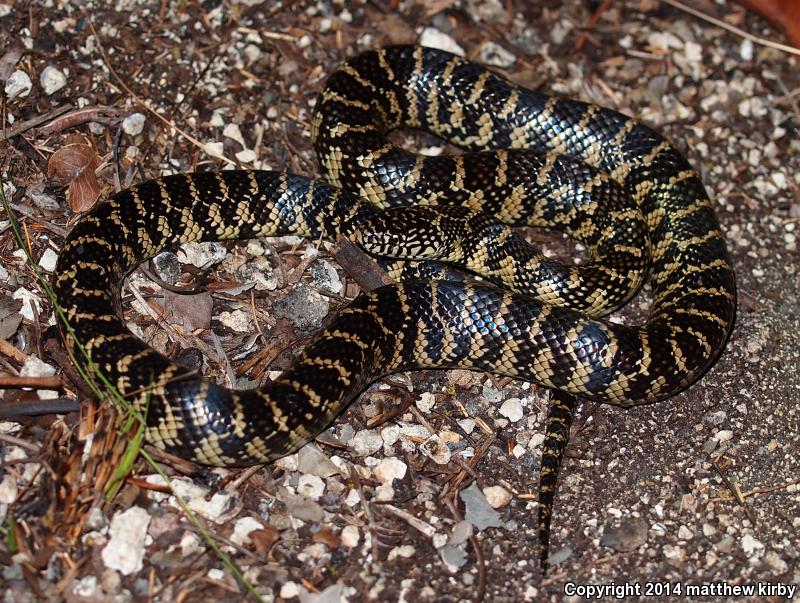 Florida Kingsnake (Lampropeltis getula floridana)