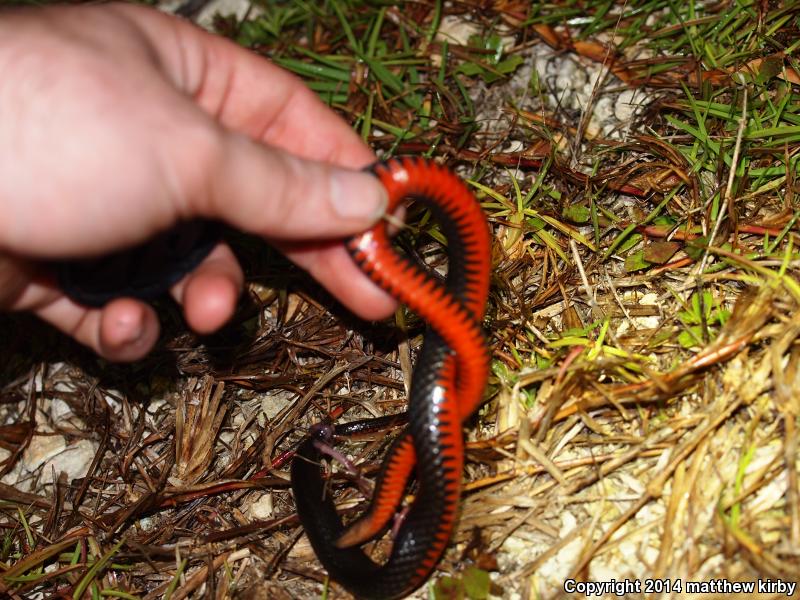 South Florida Swampsnake (Seminatrix pygaea cyclas)