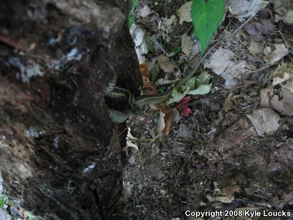 Eastern Gartersnake (Thamnophis sirtalis sirtalis)