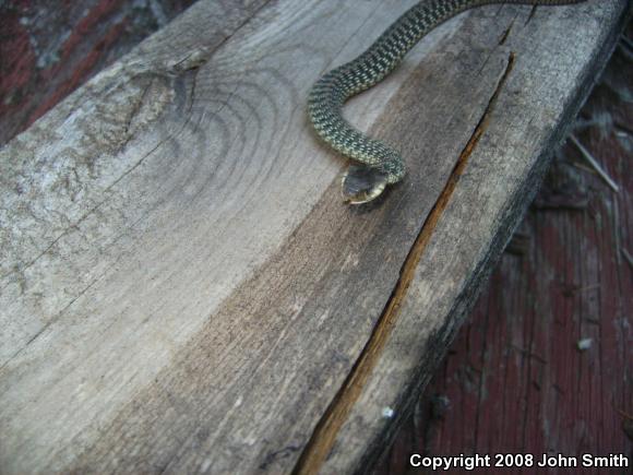 Eastern Gartersnake (Thamnophis sirtalis sirtalis)