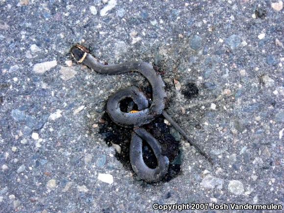 Northern Ring-necked Snake (Diadophis punctatus edwardsii)