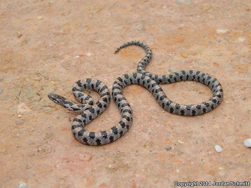 Short-tailed Snake (Lampropeltis extenuata)