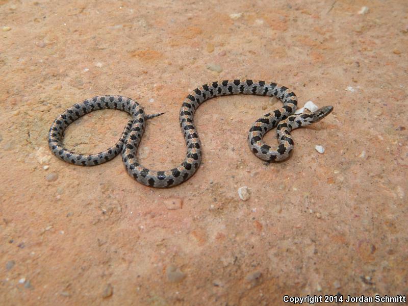 Short-tailed Snake (Lampropeltis extenuata)