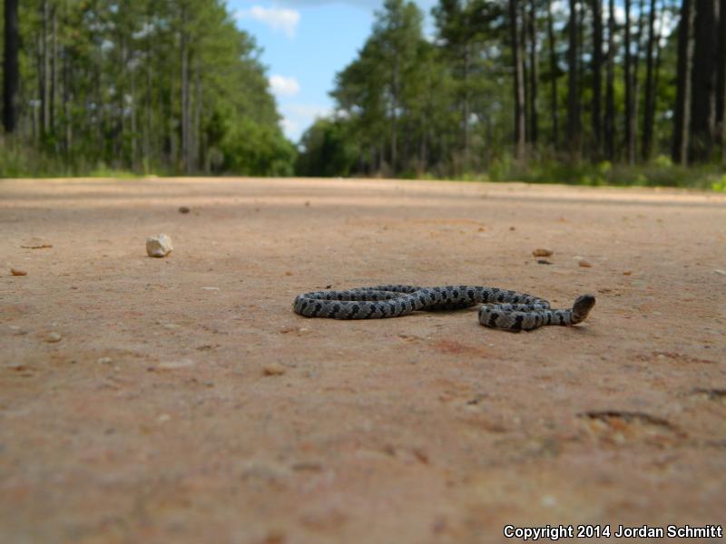 Short-tailed Snake (Lampropeltis extenuata)