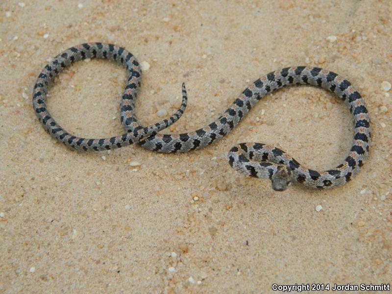 Short-tailed Snake (Lampropeltis extenuata)