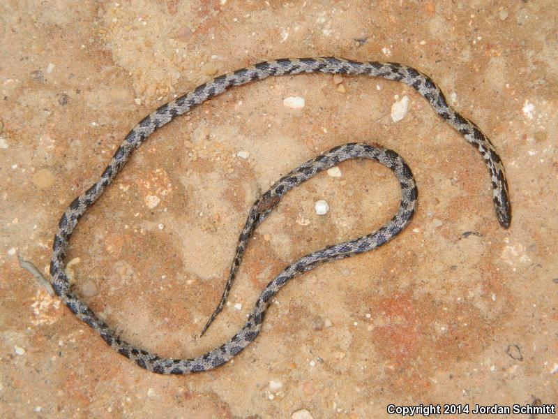 Short-tailed Snake (Lampropeltis extenuata)