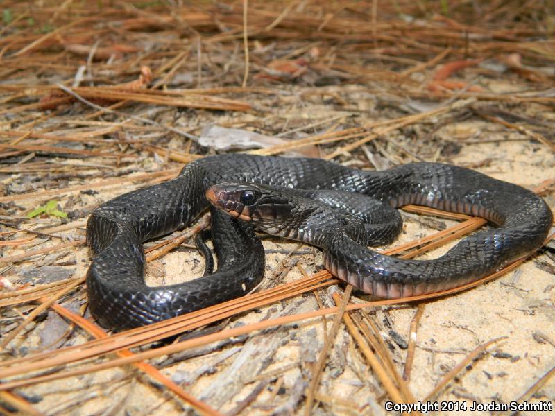 Eastern Indigo Snake (Drymarchon couperi)