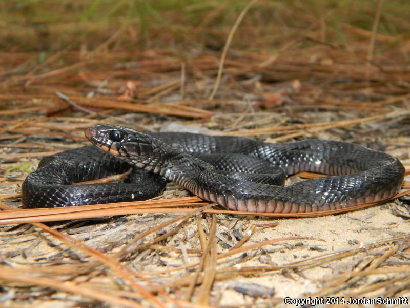 Eastern Indigo Snake (Drymarchon couperi)