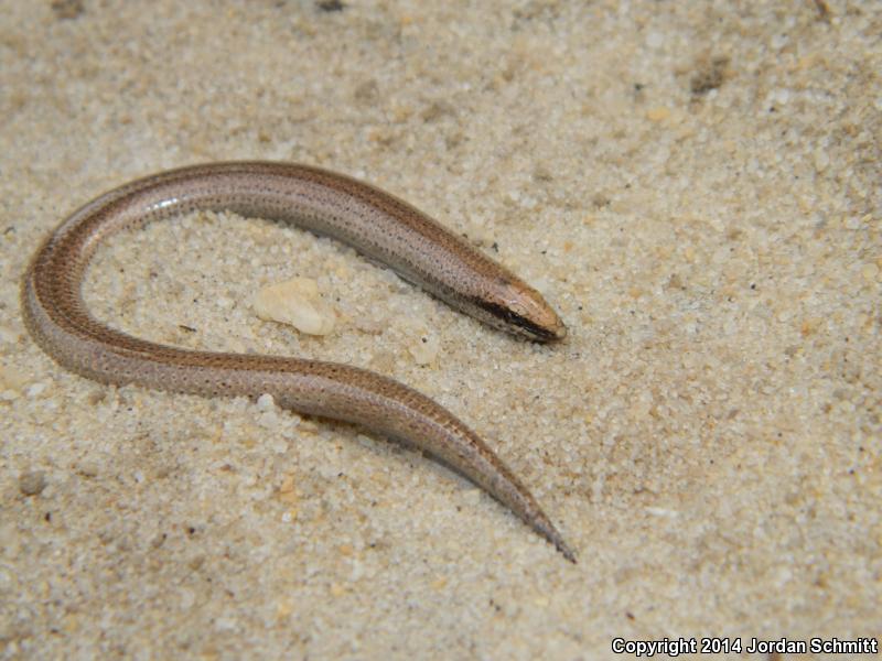Sand Skink (Plestiodon reynoldsi)