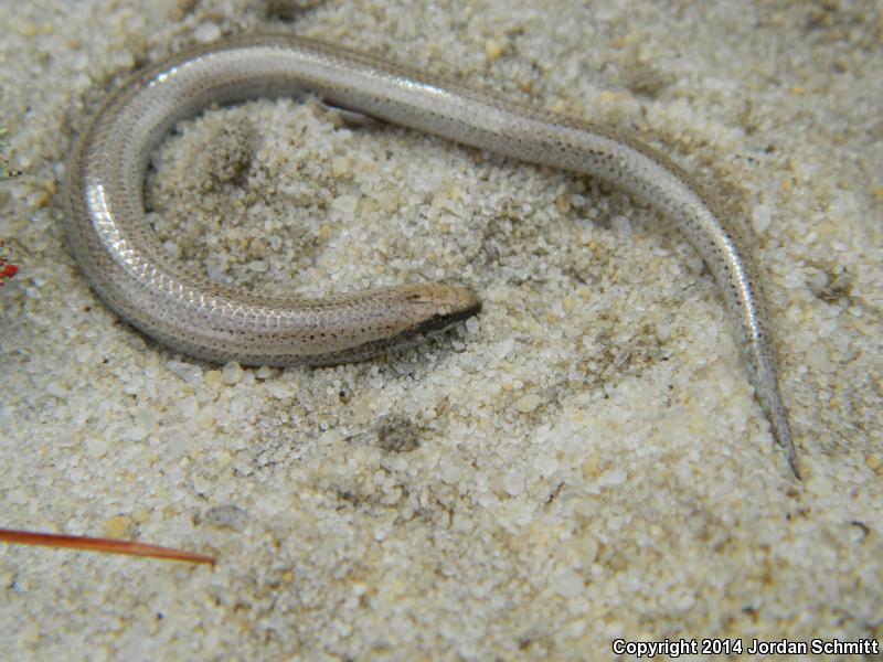 Sand Skink (Plestiodon reynoldsi)