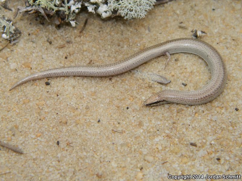 Sand Skink (Plestiodon reynoldsi)