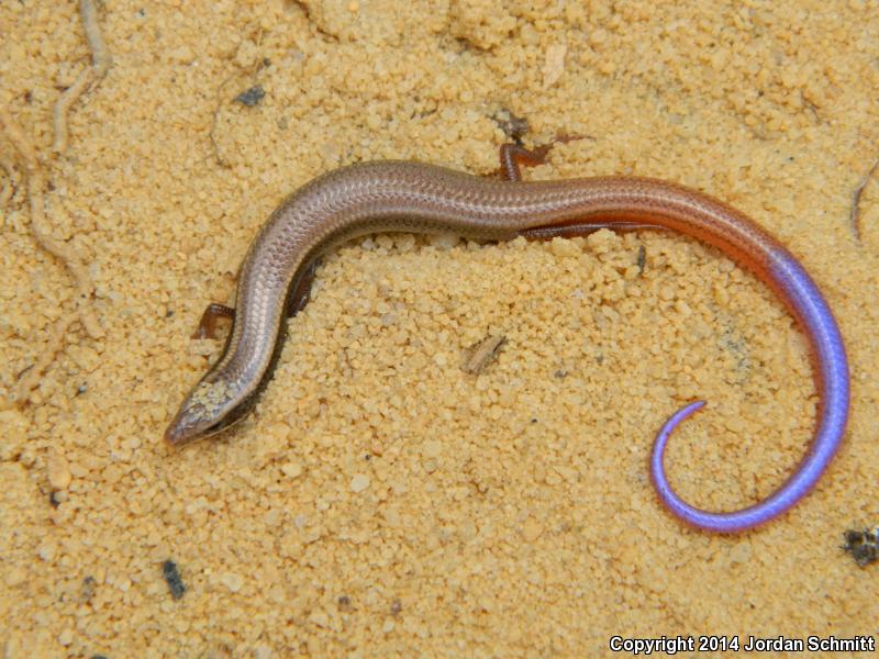 Peninsula Mole Skink (Plestiodon egregius onocrepis)