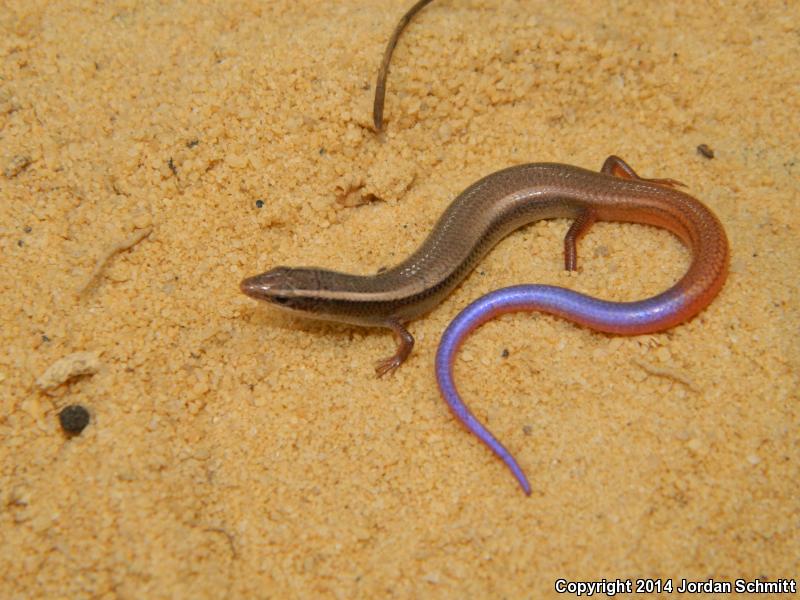 Peninsula Mole Skink (Plestiodon egregius onocrepis)