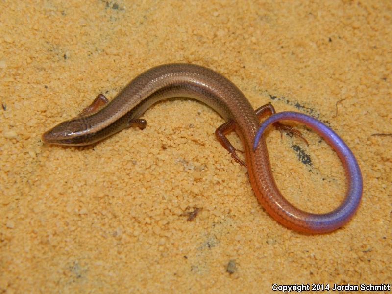 Peninsula Mole Skink (Plestiodon egregius onocrepis)