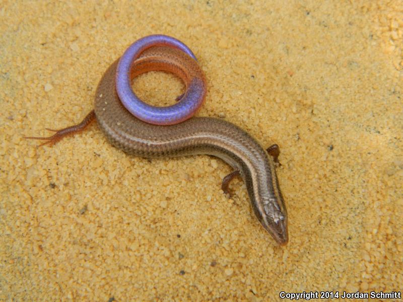 Peninsula Mole Skink (Plestiodon egregius onocrepis)