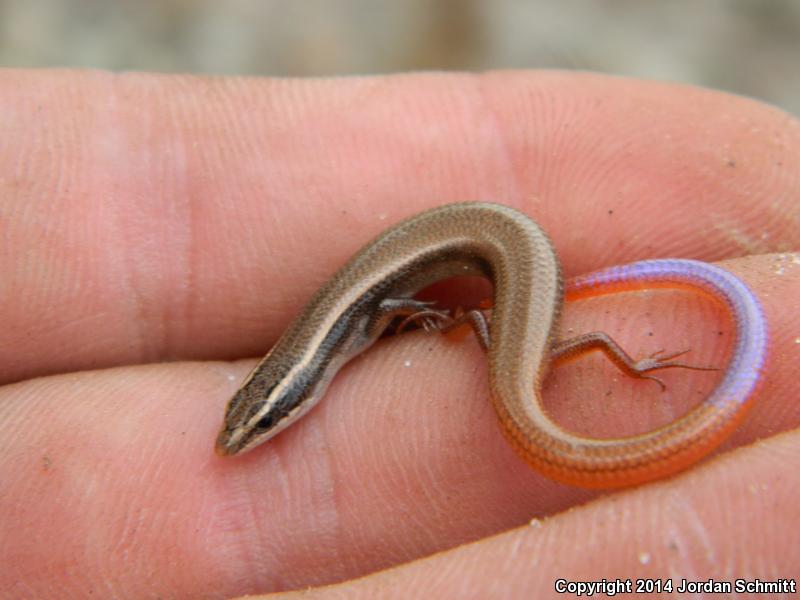 Peninsula Mole Skink (Plestiodon egregius onocrepis)