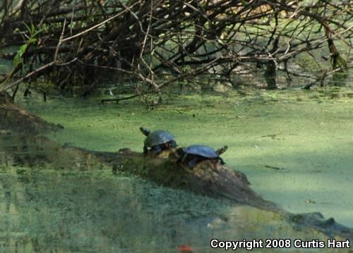 Midland Painted Turtle (Chrysemys picta marginata)