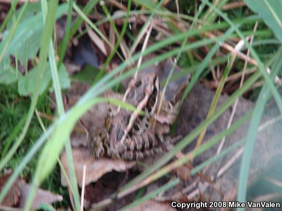 Pickerel Frog (Lithobates palustris)