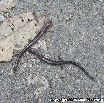 Eastern Red-backed Salamander (Plethodon cinereus)