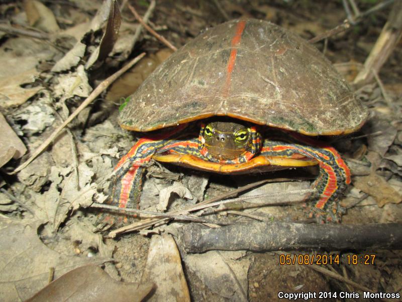 Southern Painted Turtle (Chrysemys dorsalis)