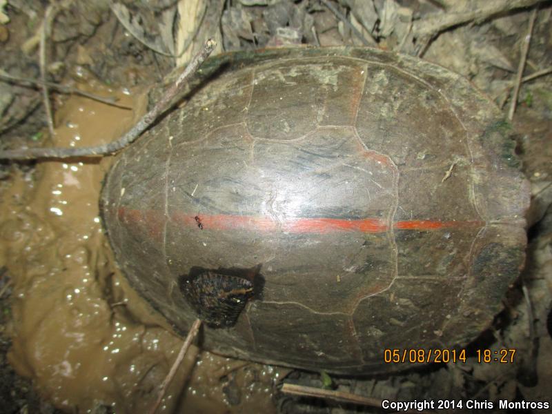 Southern Painted Turtle (Chrysemys dorsalis)