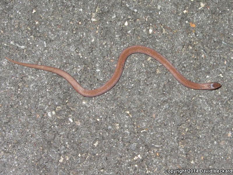 Western Smooth Earthsnake (Virginia valeriae elegans)