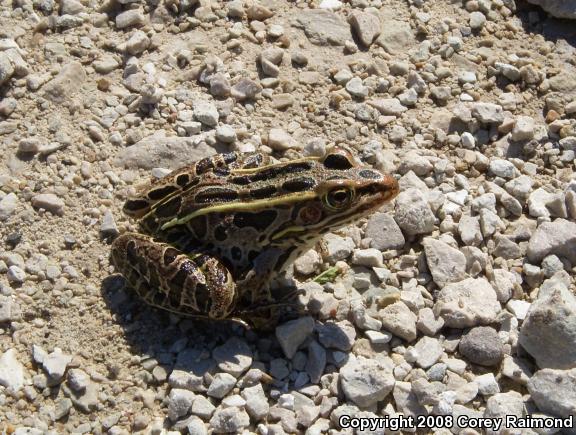 Northern Leopard Frog (Lithobates pipiens)
