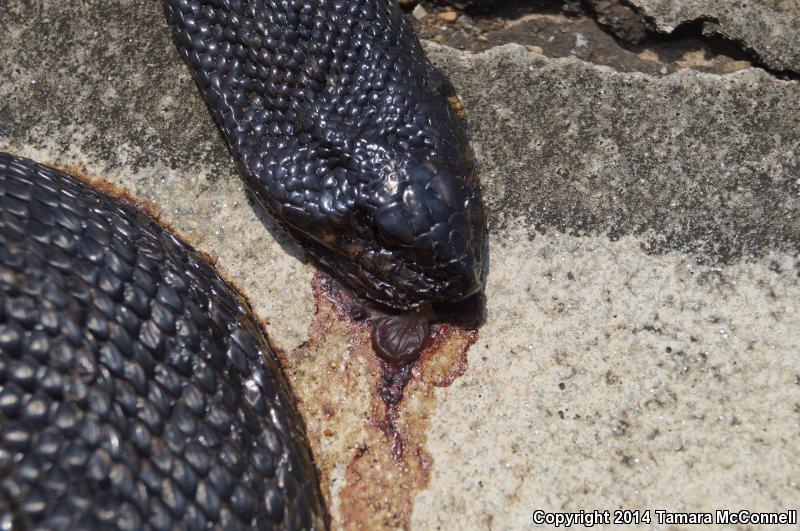 Black Pinesnake (Pituophis melanoleucus lodingi)