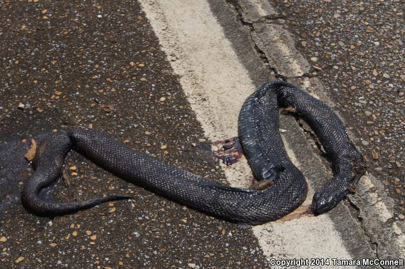 Black Pinesnake (Pituophis melanoleucus lodingi)