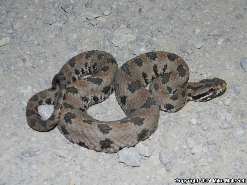 Western Pigmy Rattlesnake (Sistrurus miliarius streckeri)