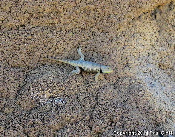 Barred Spiny Lizard (Sceloporus magister transversus)