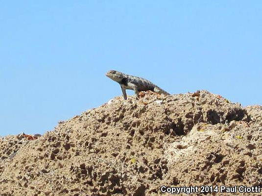 Barred Spiny Lizard (Sceloporus magister transversus)