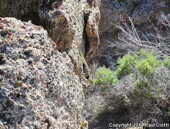 Barred Spiny Lizard (Sceloporus magister transversus)