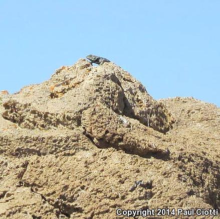 Barred Spiny Lizard (Sceloporus magister transversus)